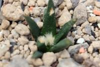 Ariocarpus agavoides PP 208